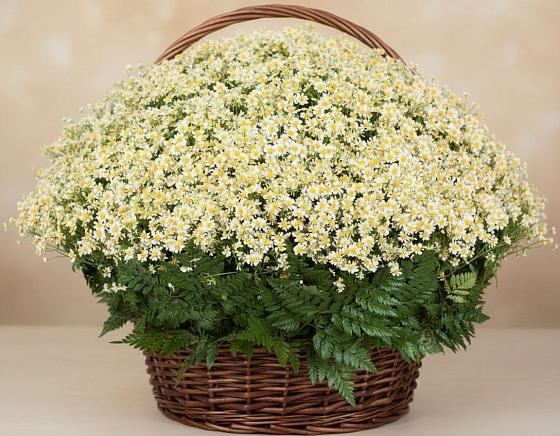 Цветочная композиция из Ромашки в корзине в Аксаково