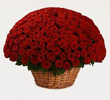 251 Премиум красная роза в Аксаково Премиум букет из: Розы в Аксаково